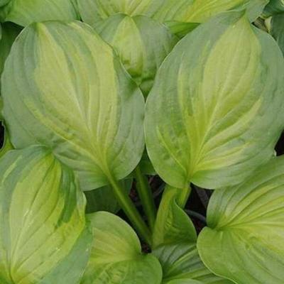 Hosta 'Adorable' Hosta 'Adorable'